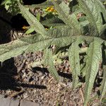 Cynara scolymus Folla