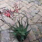 Aloe rauhii Лист