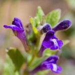 Scutellaria tuberosa फूल