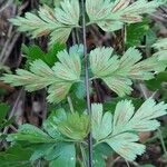 Asplenium aethiopicum Hoja