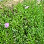 Knautia integrifolia Libunga