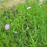 Knautia integrifolia Habit