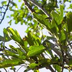 Crataegus azarolus Leaf