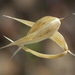 Avena sterilis Blad