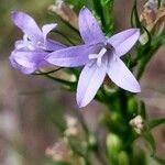 Campanula rapunculusΛουλούδι