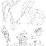 Pycnandra glabella