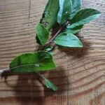 Prunus spinosa Blatt