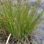 Juncus effusus عادت داشتن