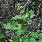 Thalictrum fendleri Habit