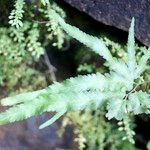 Lygodium venustum 叶