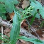 Epipactis leptochila Leaf