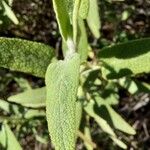 Phlomis cretica Leaf