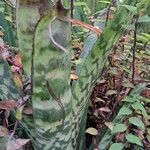 Aechmea chantinii Blad