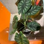 Alocasia baginda Лист