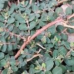Chamaesyce serpens Кора