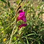 Gladiolus × byzantinus Blomst