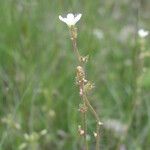 Saxifraga bulbifera Λουλούδι