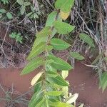 Asclepias barjoniifolia Habit