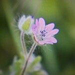 Geranium pusillumFlower