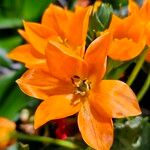 Ornithogalum dubium Flor