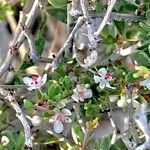 Pteropyrum aucheri Flower