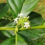 Morinda citrifolia Virág