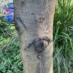 Acacia parramattensis Bark