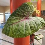 Caladium bicolor Feuille