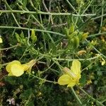 Brassica montana Flor