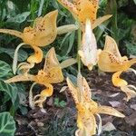 Stanhopea jenischianaKukka