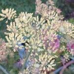 Foeniculum vulgare Fruit