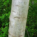 Alnus incana Kůra