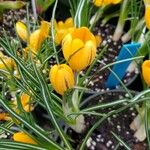 Crocus flavus Цветок