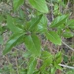 Premna microphylla