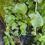 Cardamine asarifolia Likasa