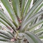 Pandanus odorifer Folla