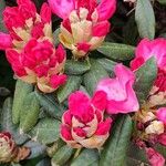 Rhododendron argyrophyllum Květ