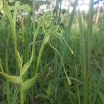 Habenaria gonatosiphon Flor