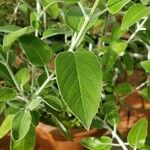 Salvia discolor Leaf