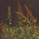 Rumex aquaticus 果