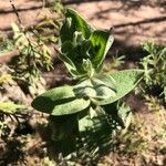 Cistus albidus Leht