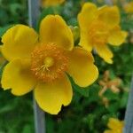 Hypericum × hidcoteense Flower