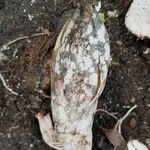 Amorphophallus paeoniifolius Flower