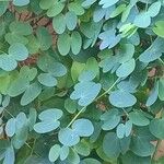 Phanera yunnanensis Leaf