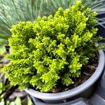 Hebe cupressoides 葉