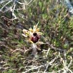 Ophrys sphegodes Virág