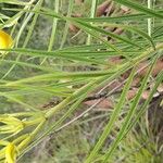 Allamanda angustifolia Leaf