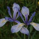Iris missouriensis Flor