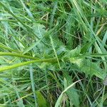 Crepis biennis Leaf