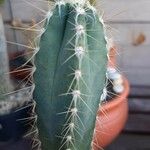 Pilosocereus pachycladus Hostoa